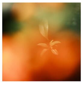 Untitled Flora Color Wheel