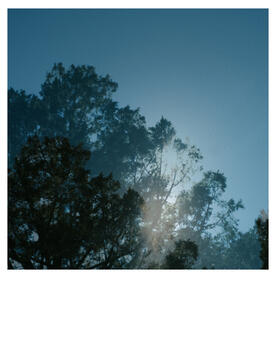 Untitled Tree and Light